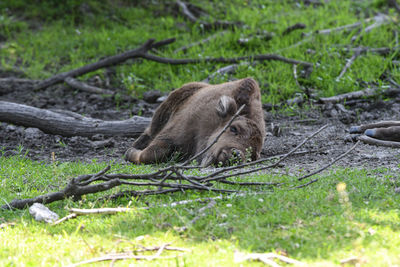 Close-up of boar on a field