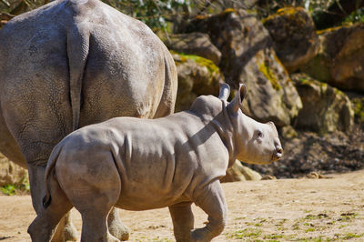 Rhinoceroses on land 