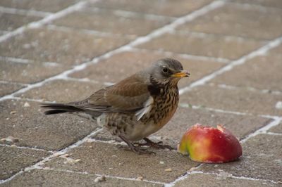 Close-up of bird perching on ground