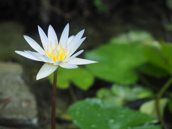 Close-up of white water lily in pond