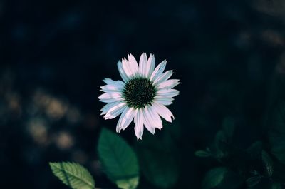 Close-up of flower blooming outdoors