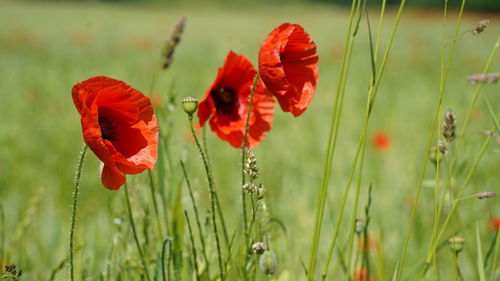 Close-up of red poppy flowers on field