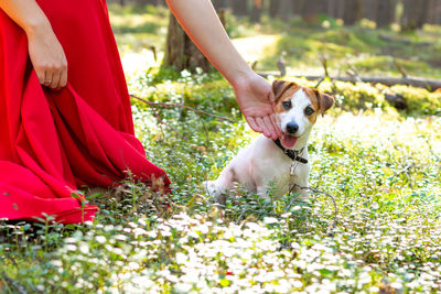 A dog jack russell is sitting on a sunny forest glade, looking at camera. a girl in a long red dress