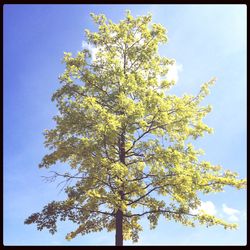 Low angle view of trees against blue sky