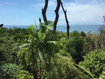 Plants growing by sea against sky