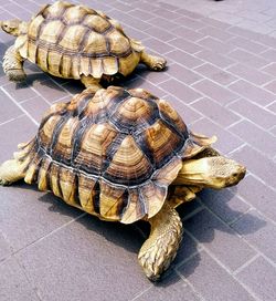 High angle view of a turtle