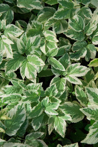 Full frame shot of fresh green leaves