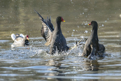 Ducks swimming in lake