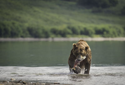 Animal holding fish while wading in lake