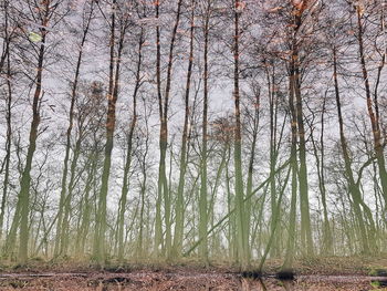 Bare trees in forest