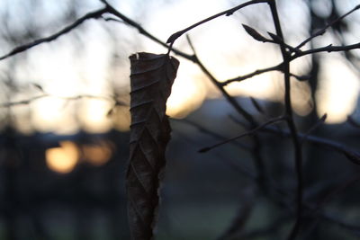 Close-up of dead plant against sky