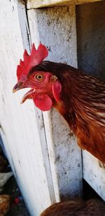 Close-up of a rooster