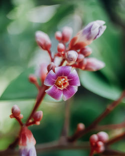 Close-up of pink flowering plant