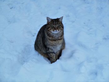 Portrait of cat on snow
