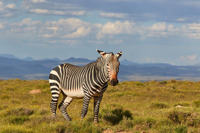A mountain zebra walking on top of the hills