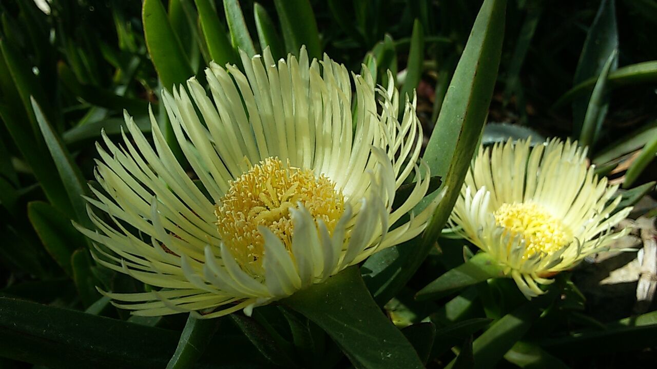 CLOSE-UP OF FLOWER