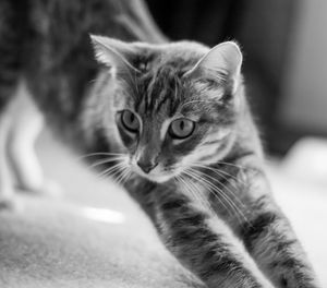 Close-up portrait of kitten