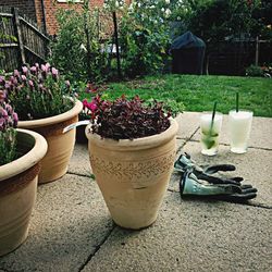 Flowers growing in pot