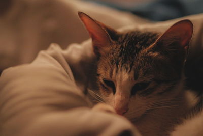 Cat in a warm blanket