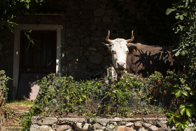 View of a cow in a house