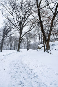 Bare trees on snow covered field