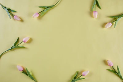 Close-up of pink tulip plant