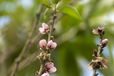 Close-up of pink flowering plant