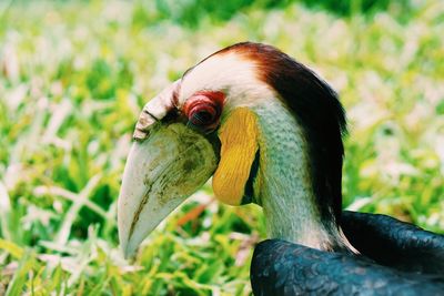 Close-up of hornbill against plants at zoo