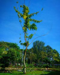 Trees on field against clear blue sky