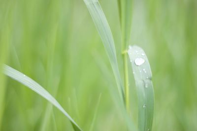 Close-up of wet grass