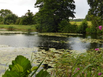 Reflection of trees in pond