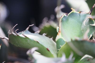 Close-up of succulent plant