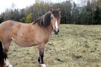 Horse standing in a field