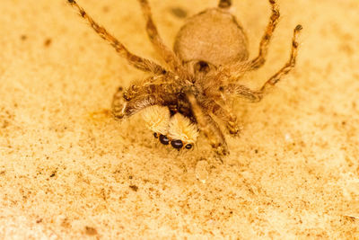 Close-up of spider