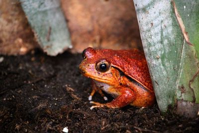 Close-up of frog on land