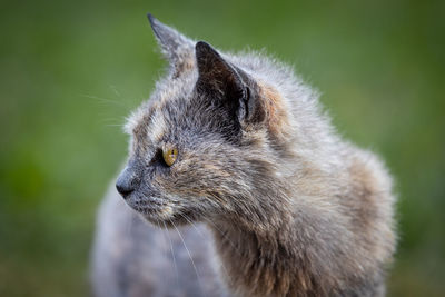 Close-up of cat looking away