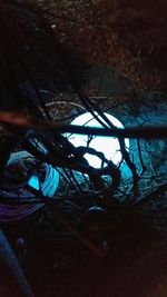 Trees in the dark