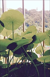 Plants growing in sunlight