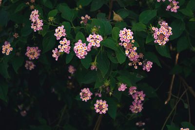 Close-up of flowers