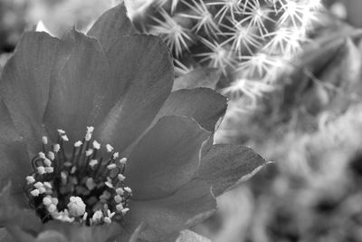 Close-up of plant against blurred background