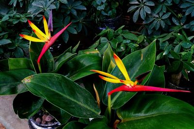 Close-up of flowers blooming outdoors