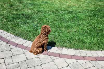 High angle view of dog on footpath