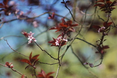Close-up of cherry blossom on tree