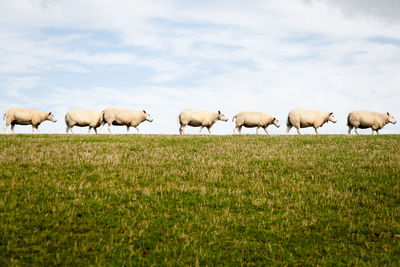 Low angle view of sheep walking on land against sky