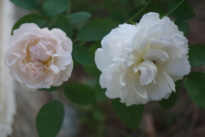 Close-up of white rose