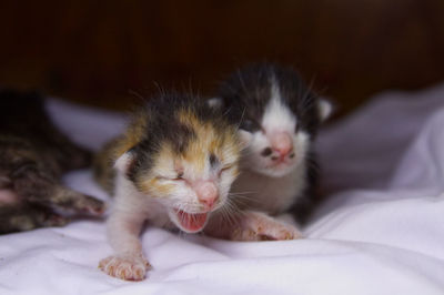 Close-up of kitten relaxing on bed