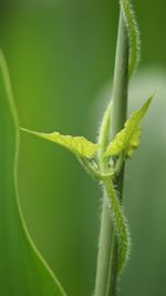 Close up of plant