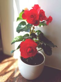 Close-up of red rose