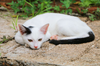 High angle view of cat resting on field