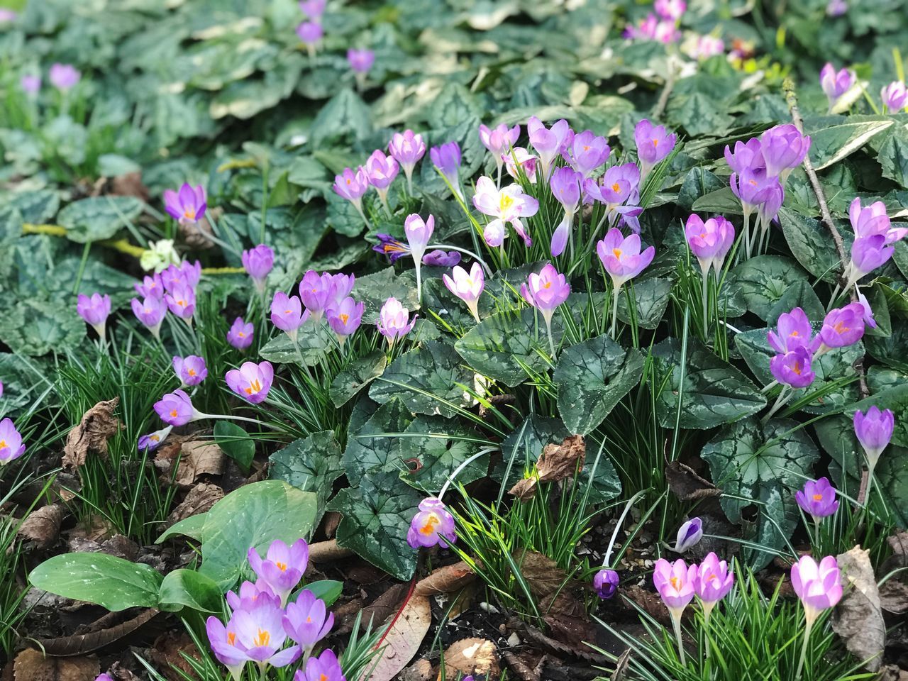 HIGH ANGLE VIEW OF PINK FLOWERING PLANT